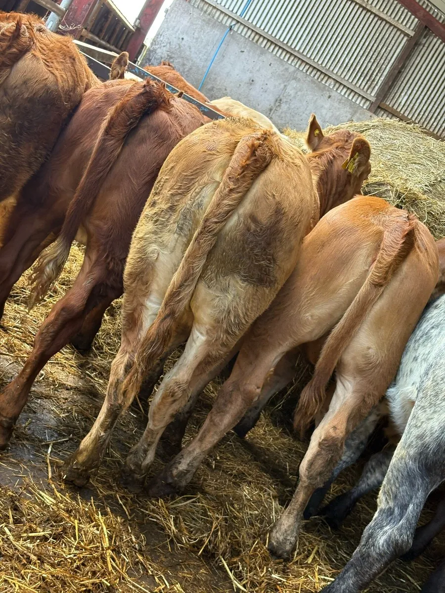 10 smashing limousin Heifers - Image 1
