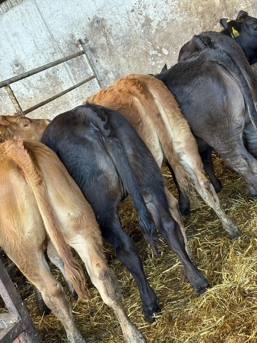 10 smashing limousin Heifers - Image 2