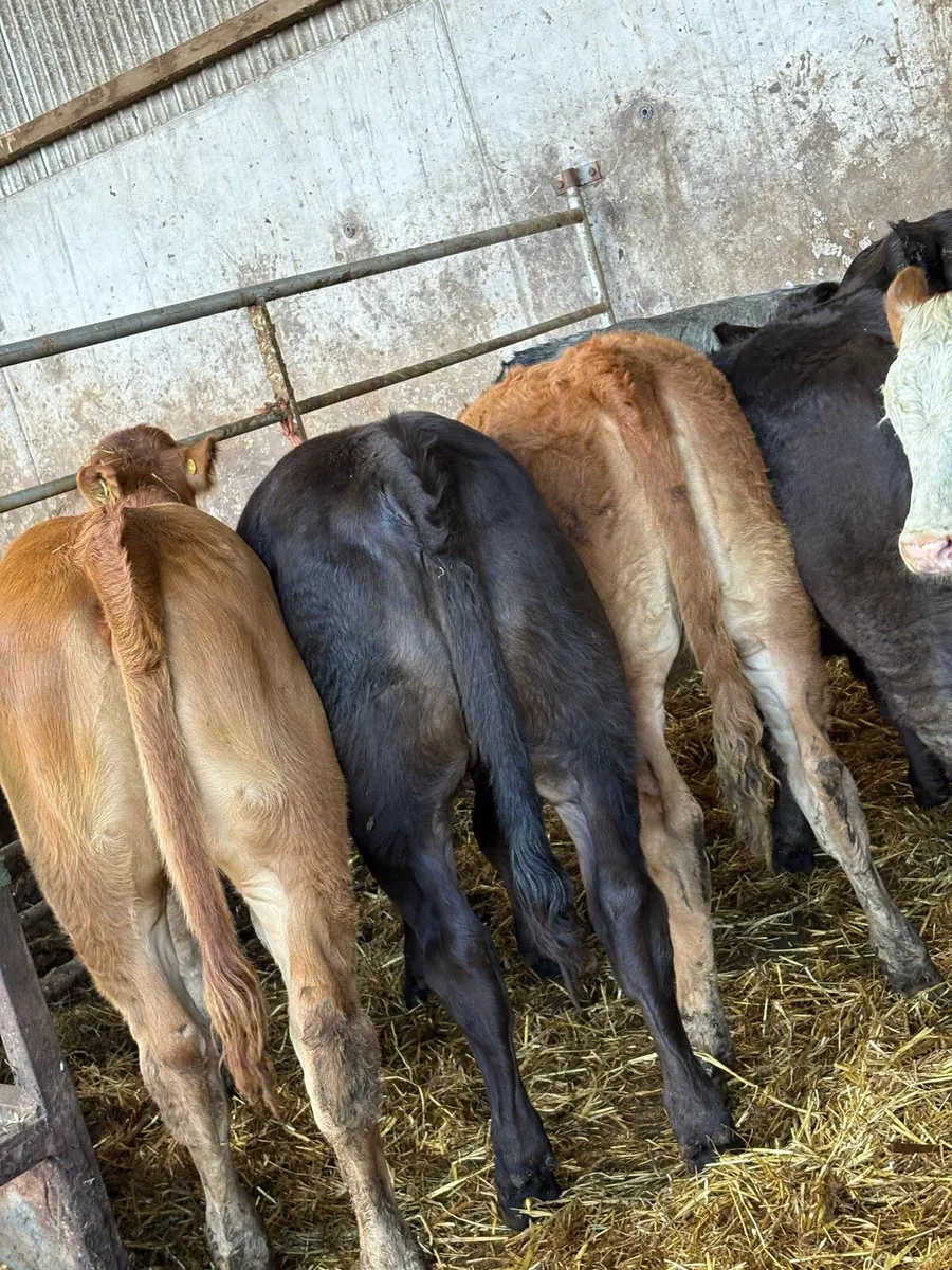 10 smashing limousin Heifers - Image 3