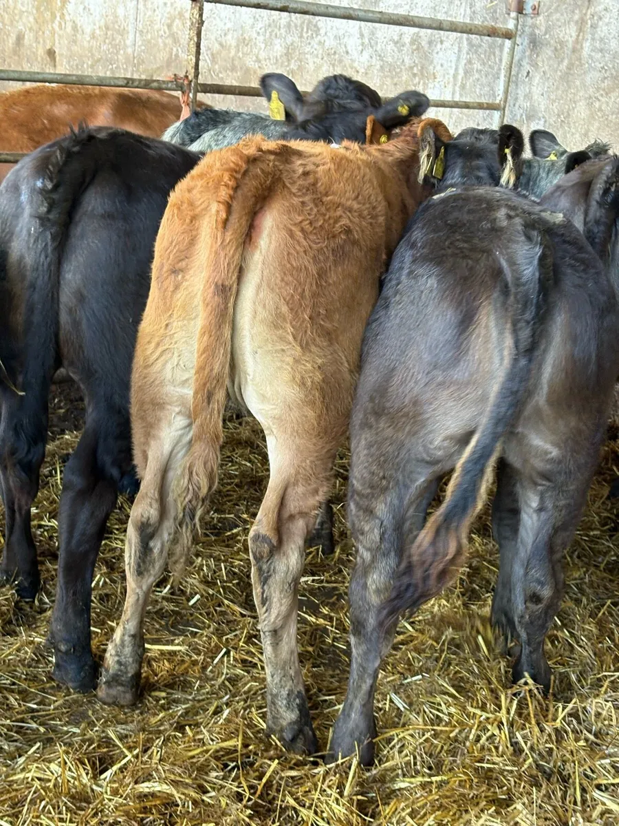10 smashing limousin Heifers - Image 4