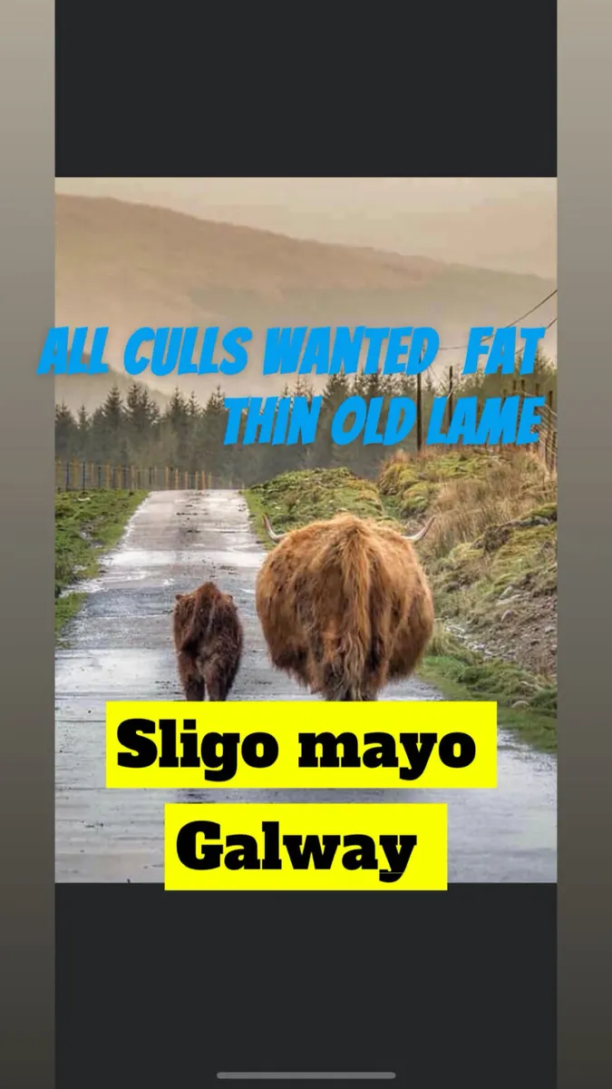 We buy all types of culls - Image 1
