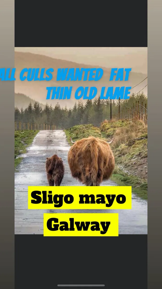 We buy all types of culls - Image 2