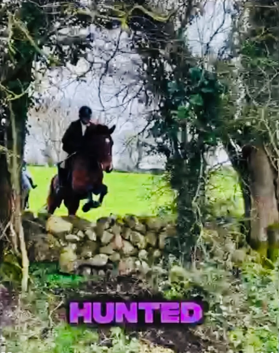 Horse - Image 4