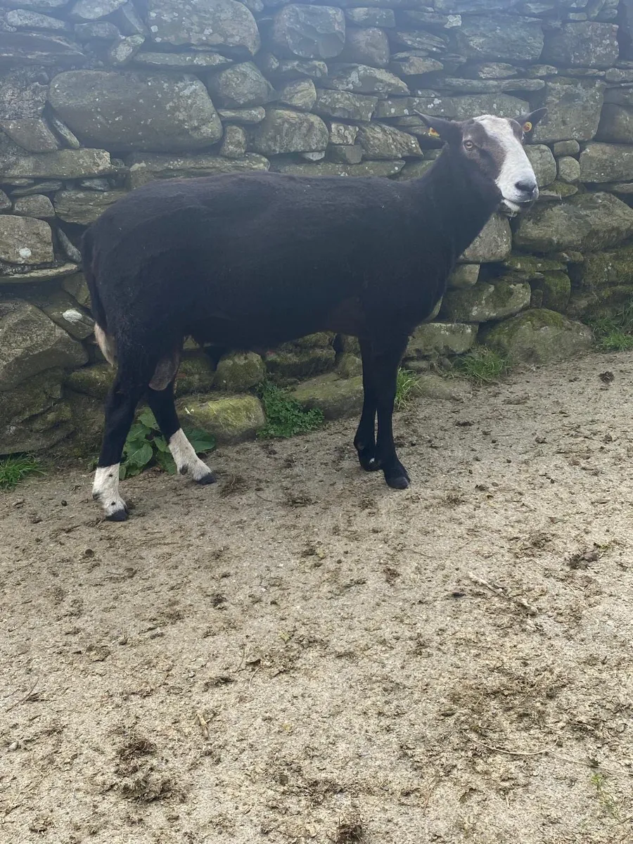 3yr old Zwartble ram - Image 1