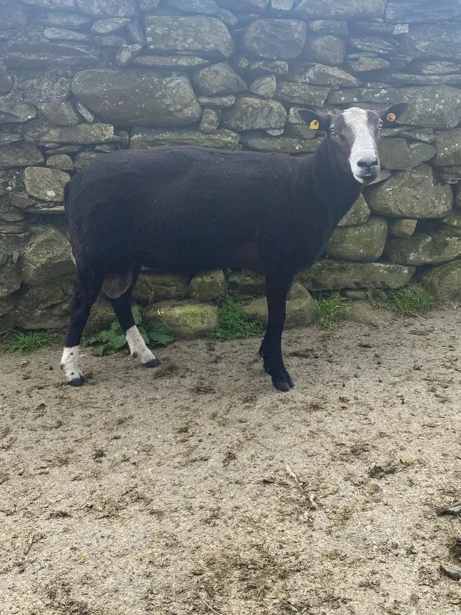 3yr old Zwartble ram - Image 2