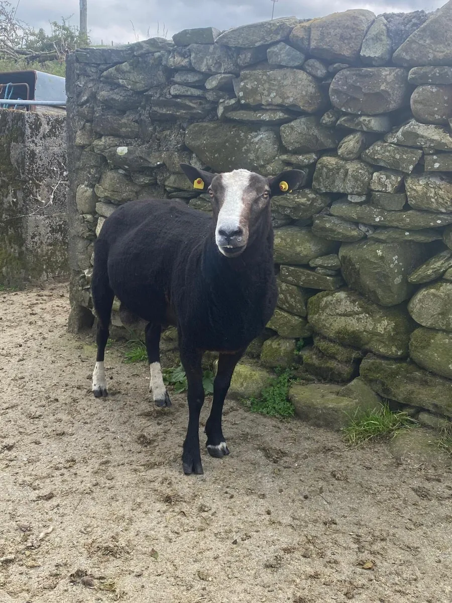 3yr old Zwartble ram - Image 3