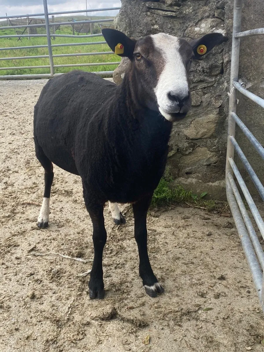 3yr old Zwartble ram - Image 4