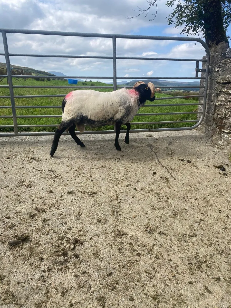 SIS approved blackface hogget ram - Image 1
