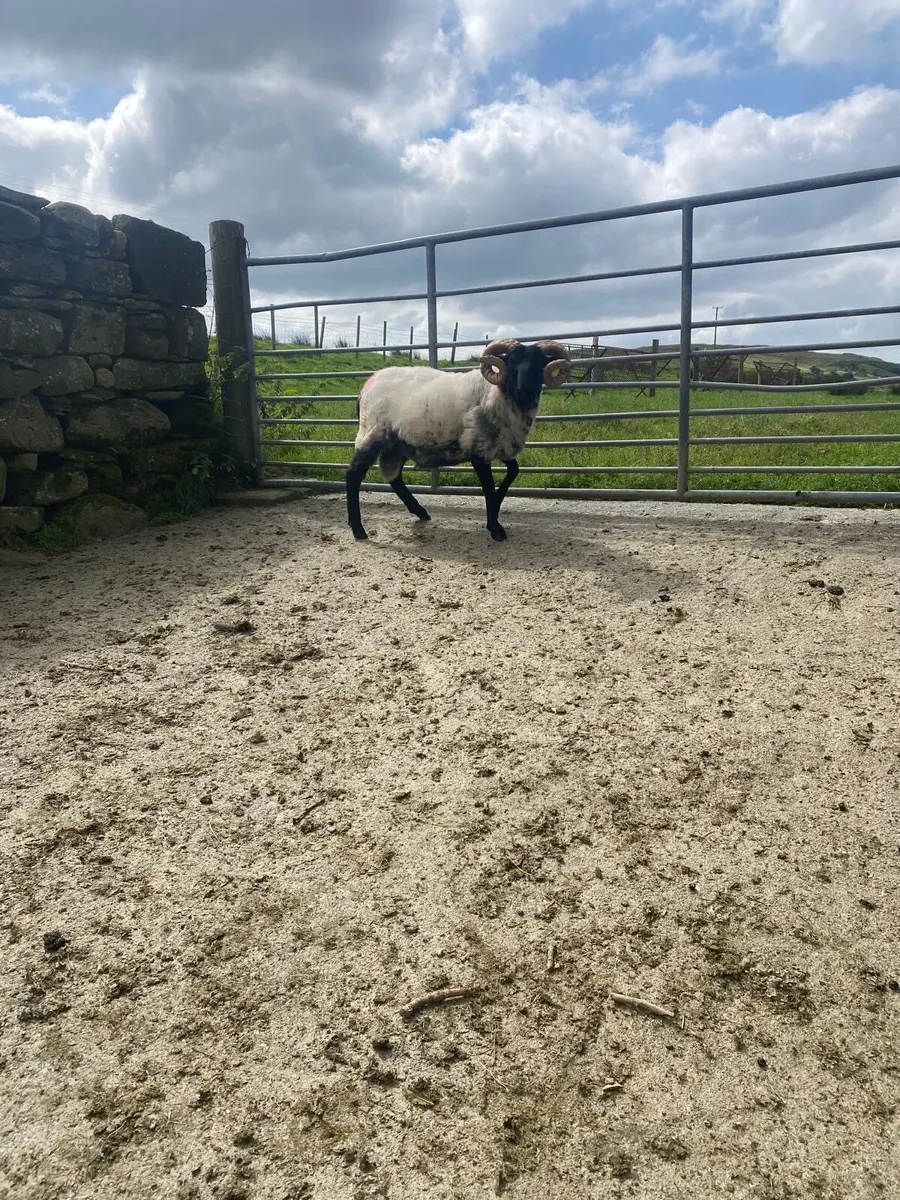 SIS approved blackface hogget ram - Image 3