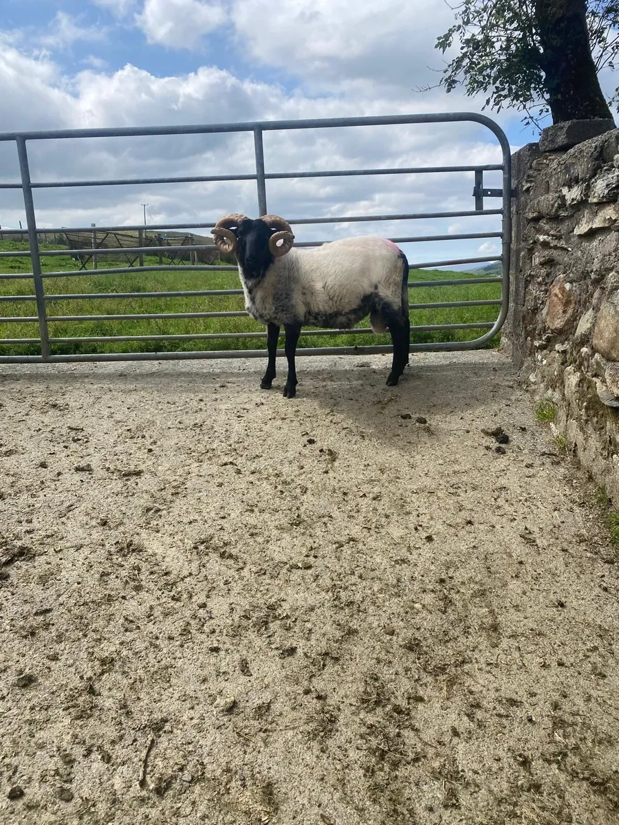 SIS approved blackface hogget ram - Image 4