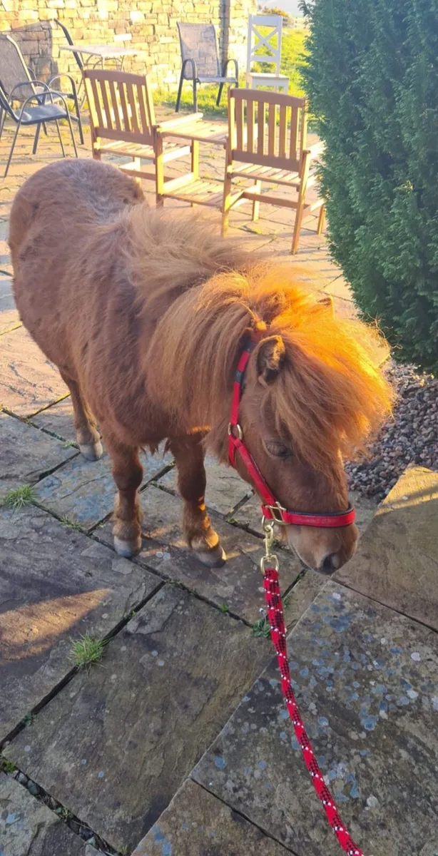 Shetland Ponies. - Image 2