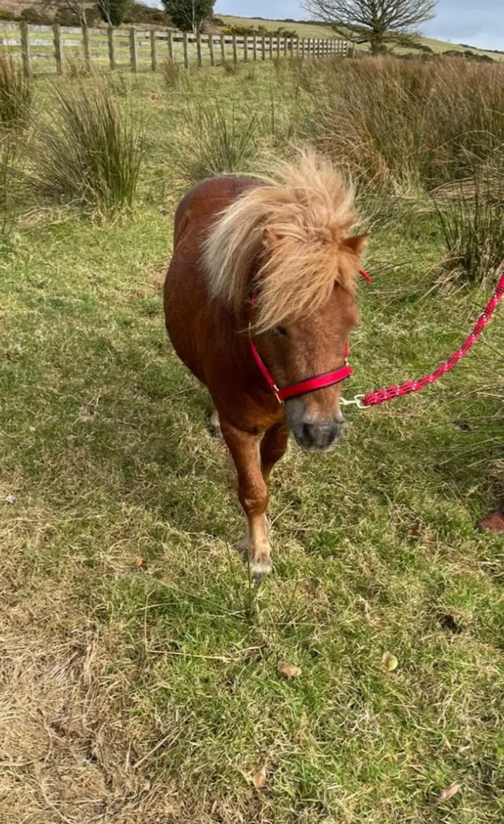 Shetland Ponies. - Image 1