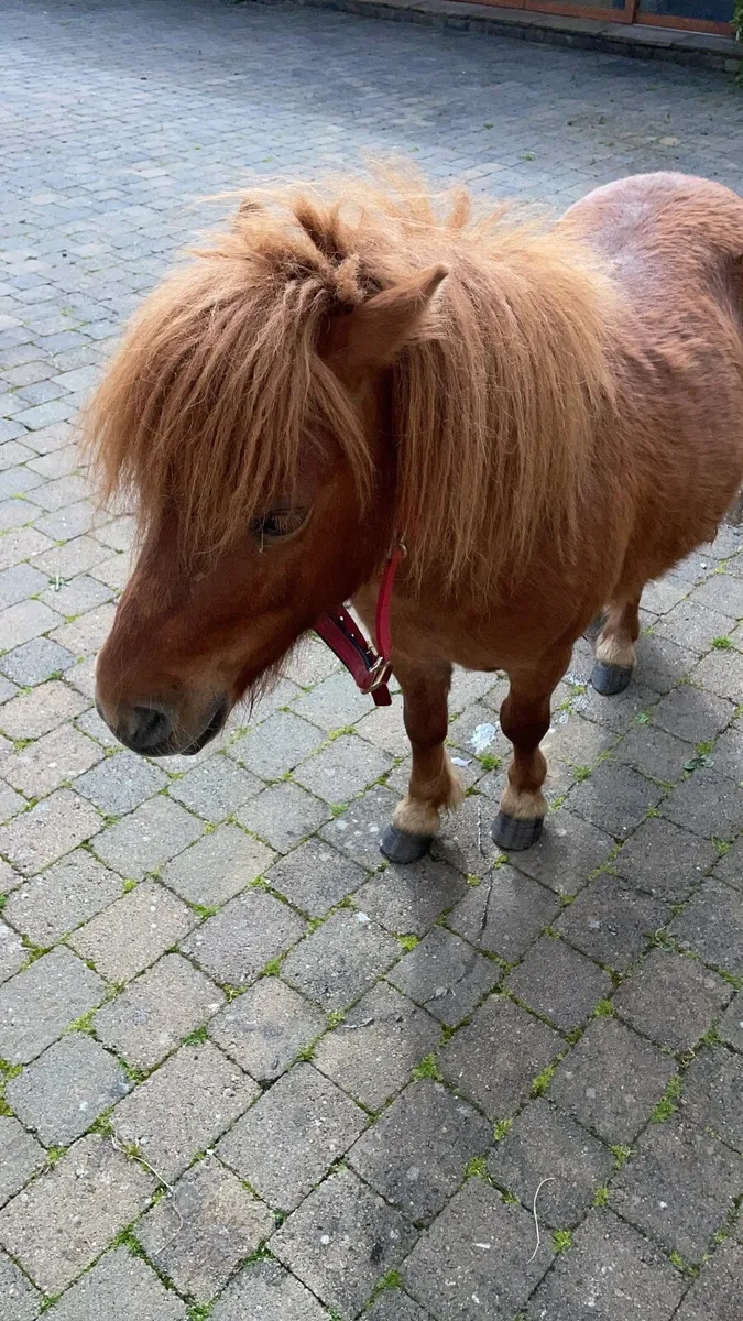 Shetland Ponies. - Image 3