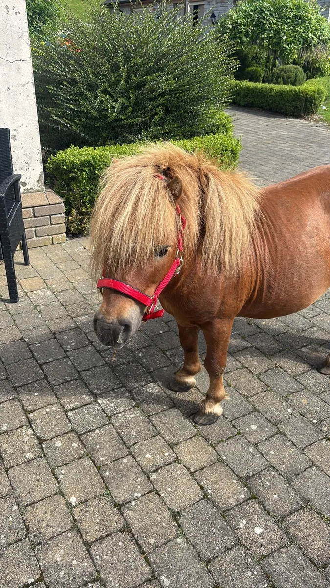 Shetland Ponies. - Image 4