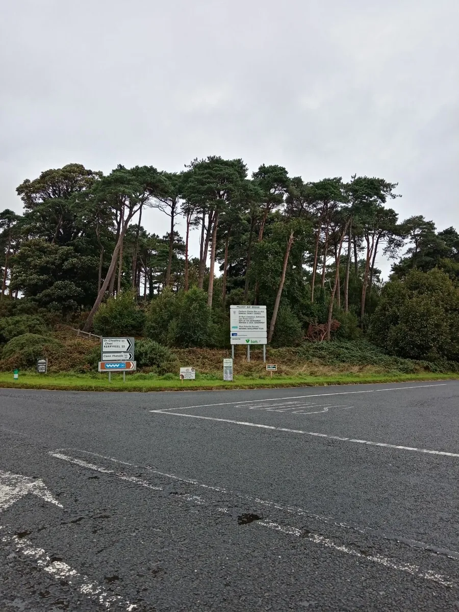 Trees - Image 1