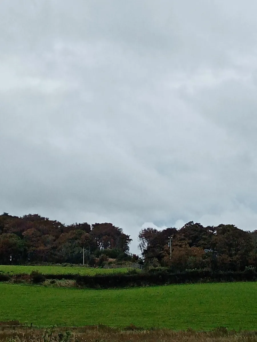 Trees - Image 2