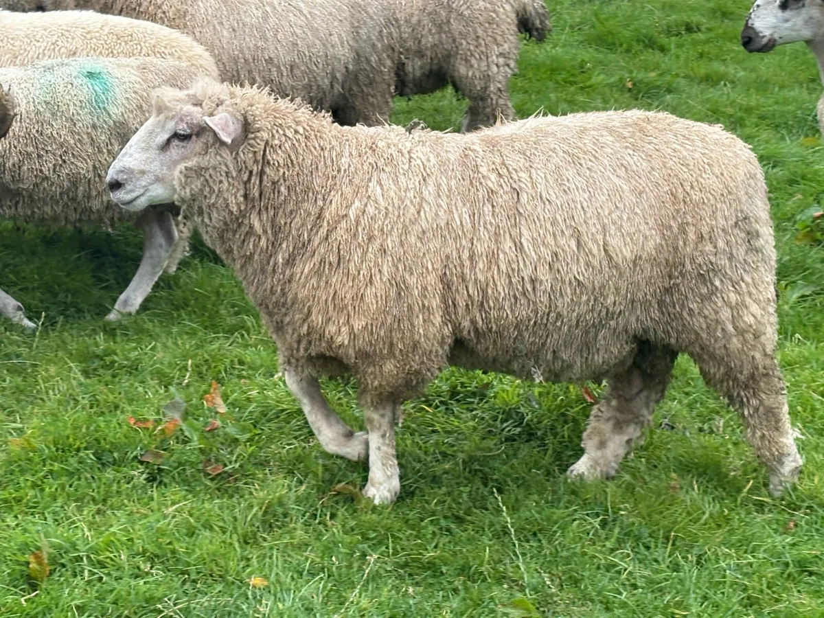 Romney Rams for Sale x 10 - Image 2