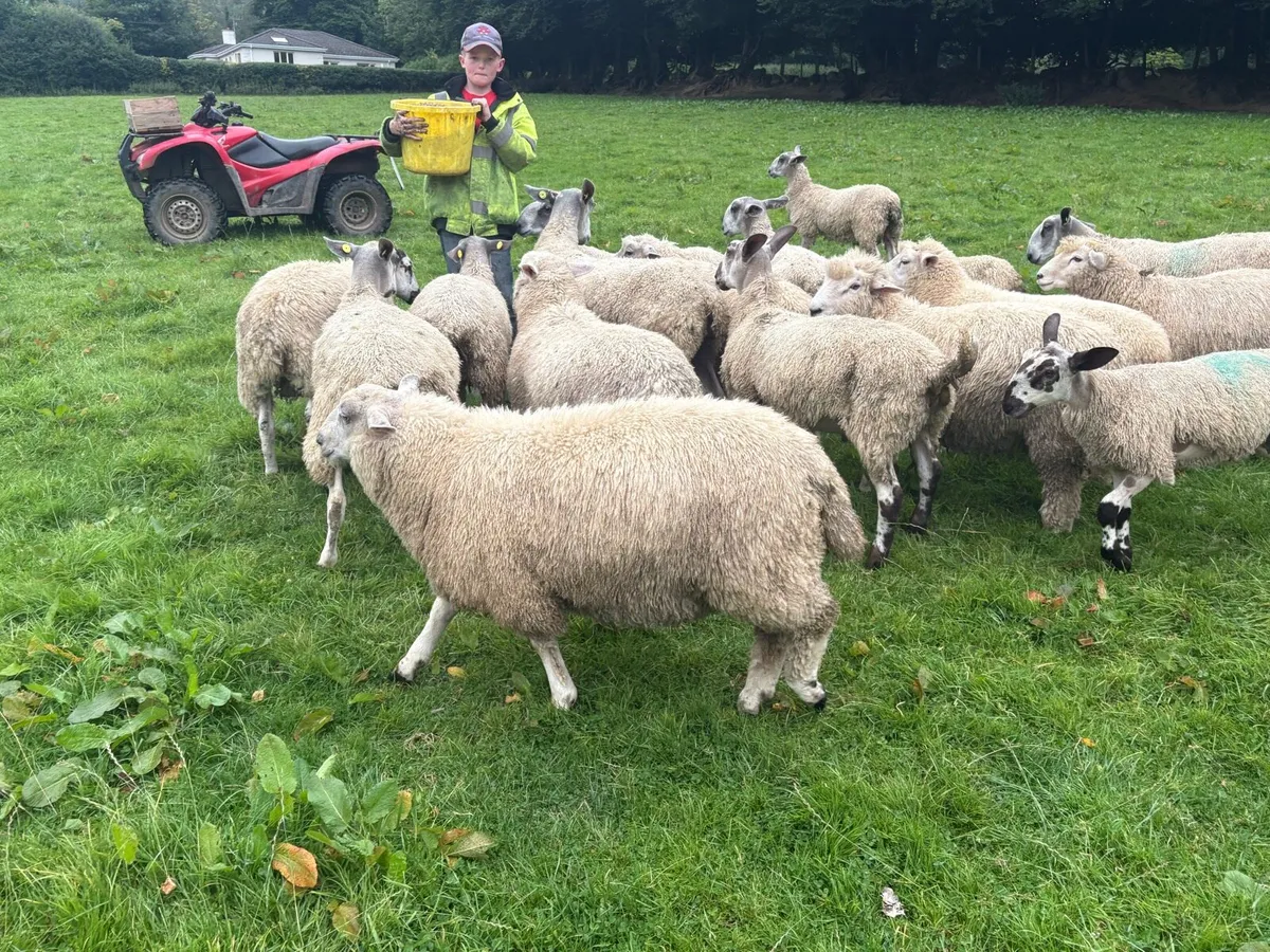Romney Rams for Sale x 10 - Image 3
