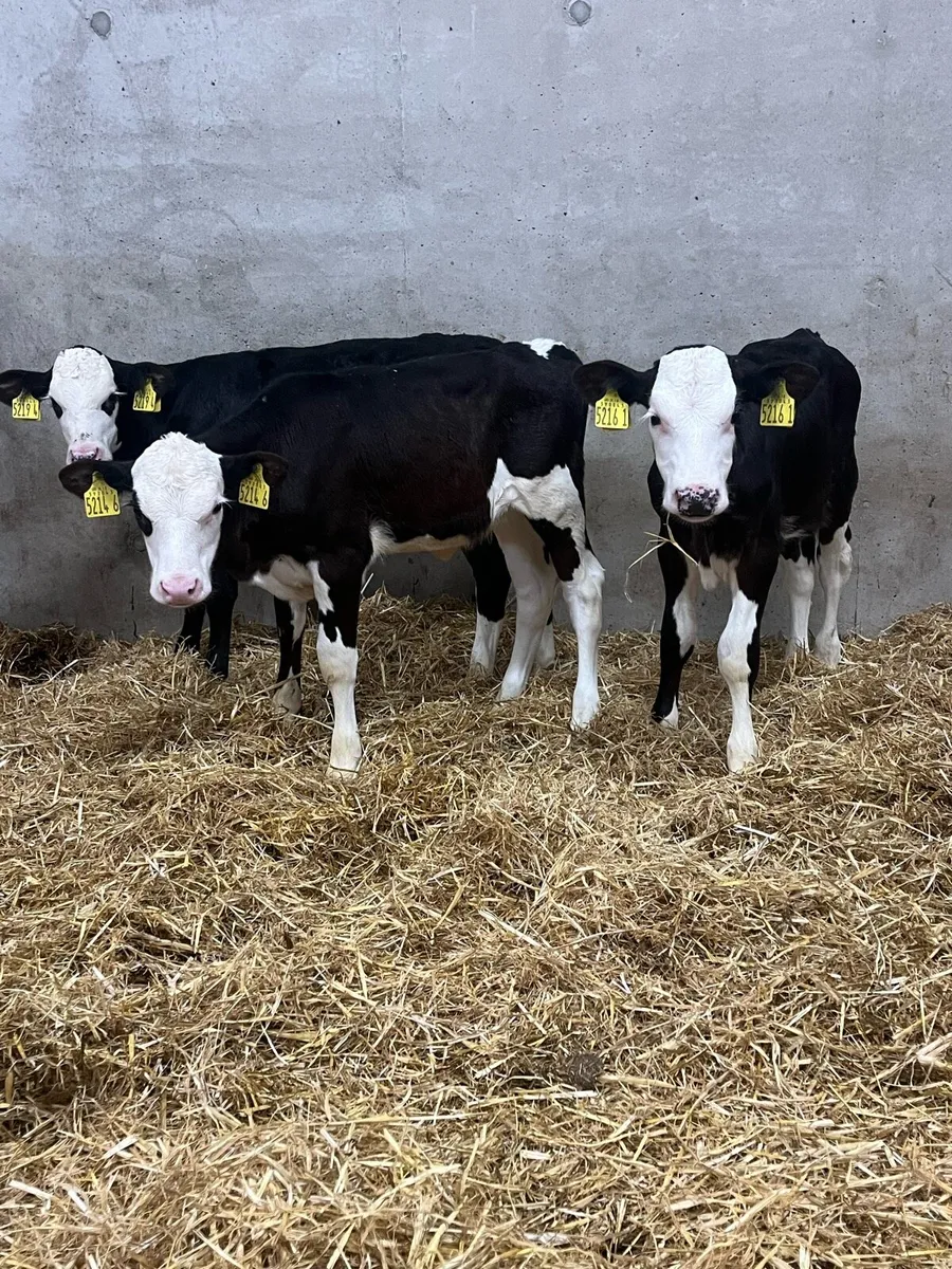 6 Hereford Calves - Image 2