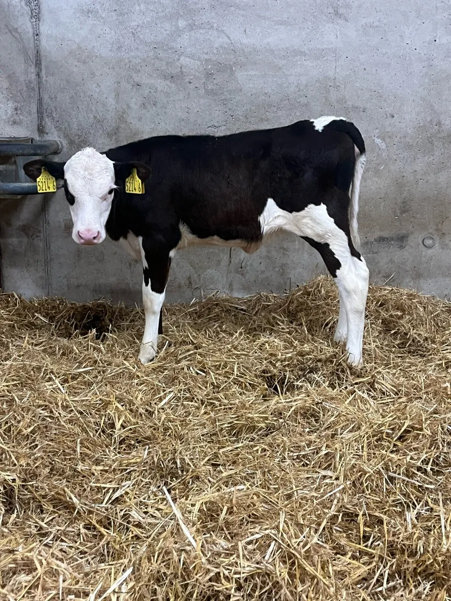 6 Hereford Calves - Image 4