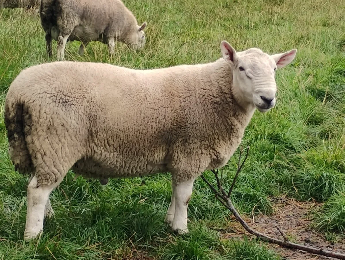 5 pb  North country Cheviot rams 1 blue faced Lei - Image 4