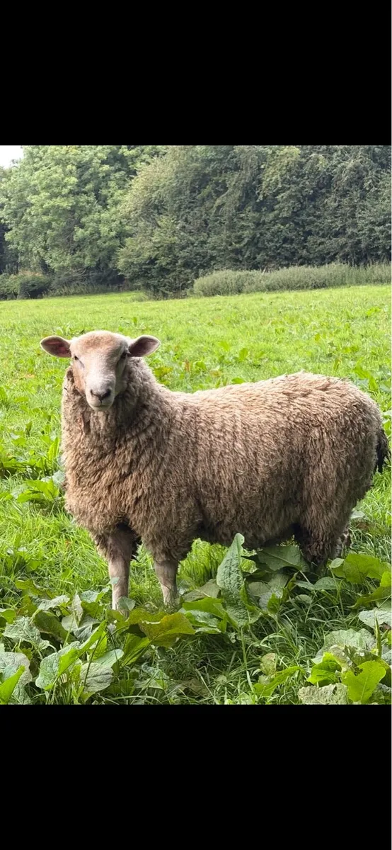 Romney Rams for Sale x 10 - Image 1