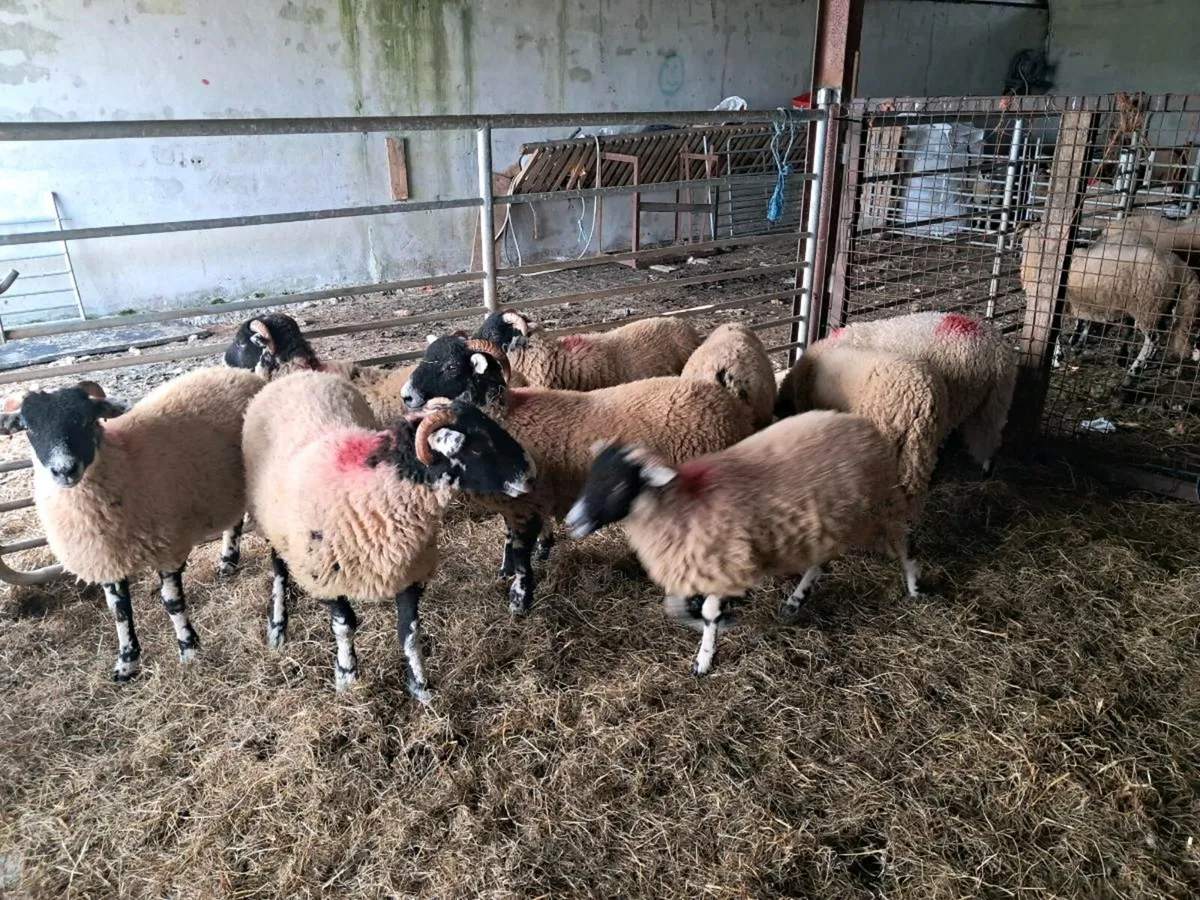 Swaledale ewe lambs - Image 1