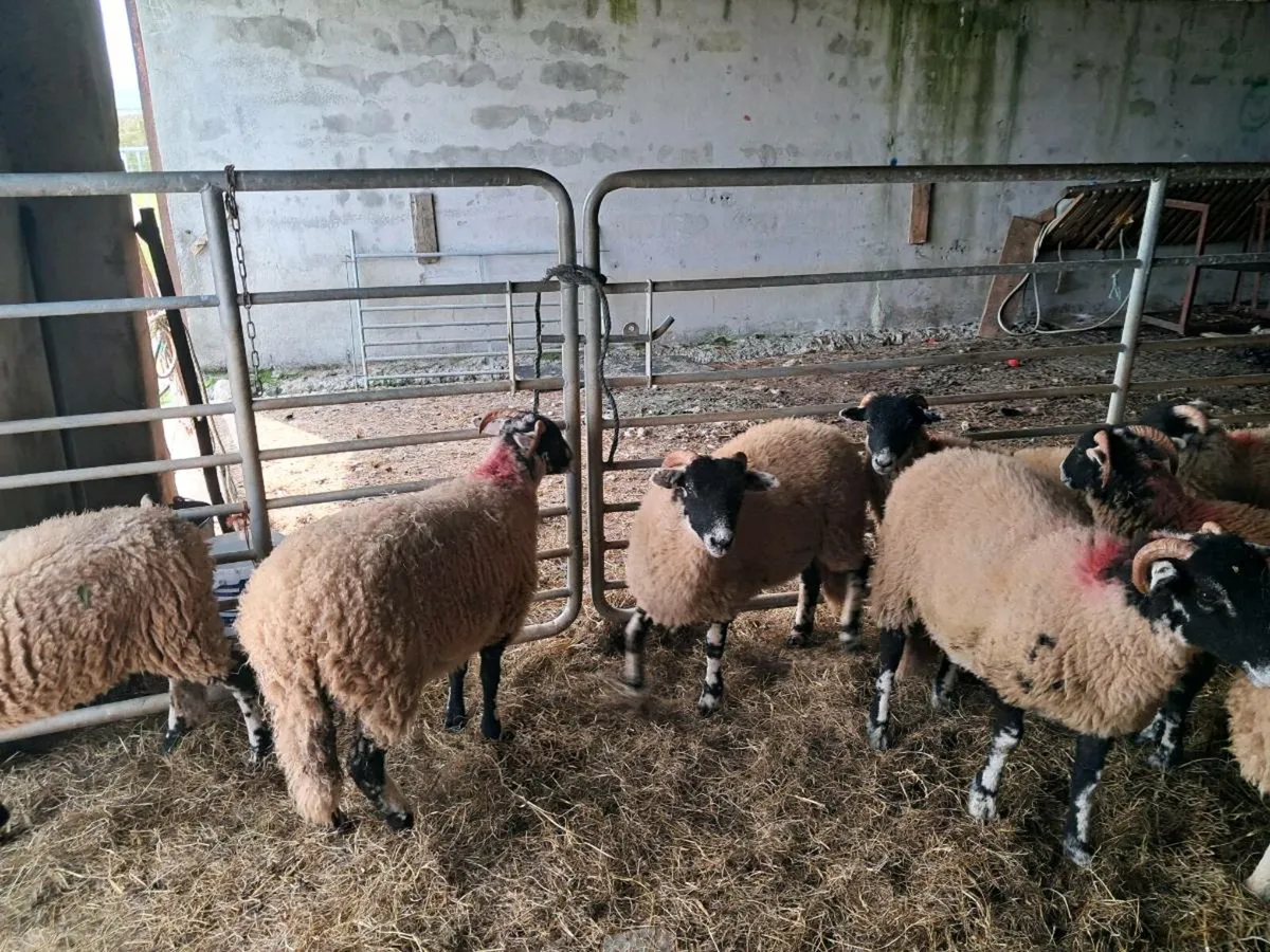 Swaledale ewe lambs - Image 2