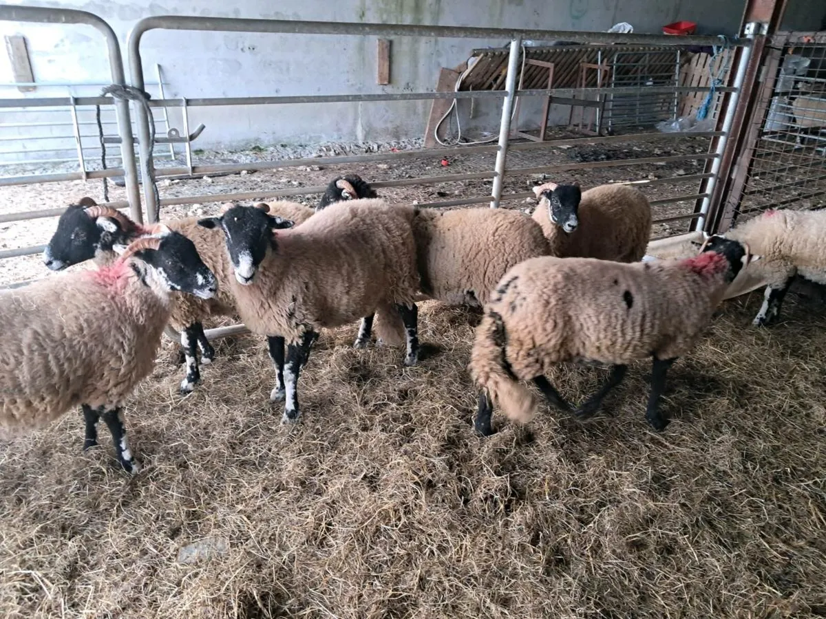 Swaledale ewe lambs - Image 4