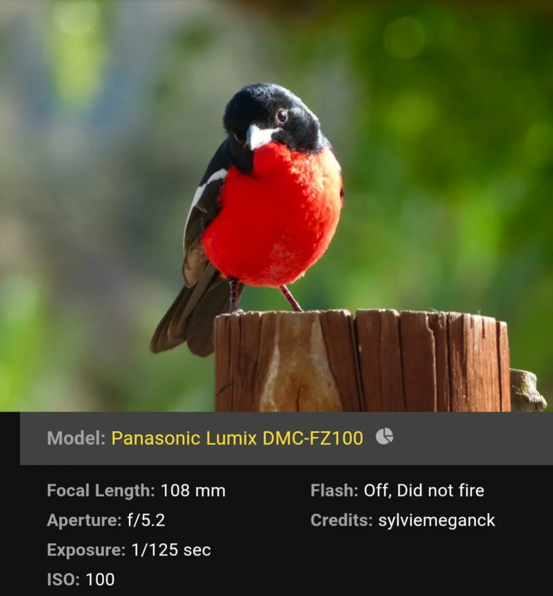 Panasonic Lumix FZ100 24x Superzoom Leica lens💥 - Image 3