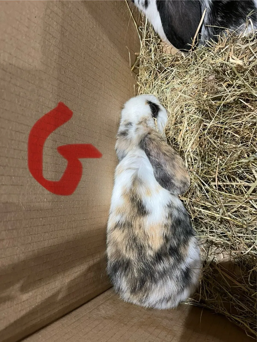 Beautiful lop eared bunny’s & bunny bundle - Image 4