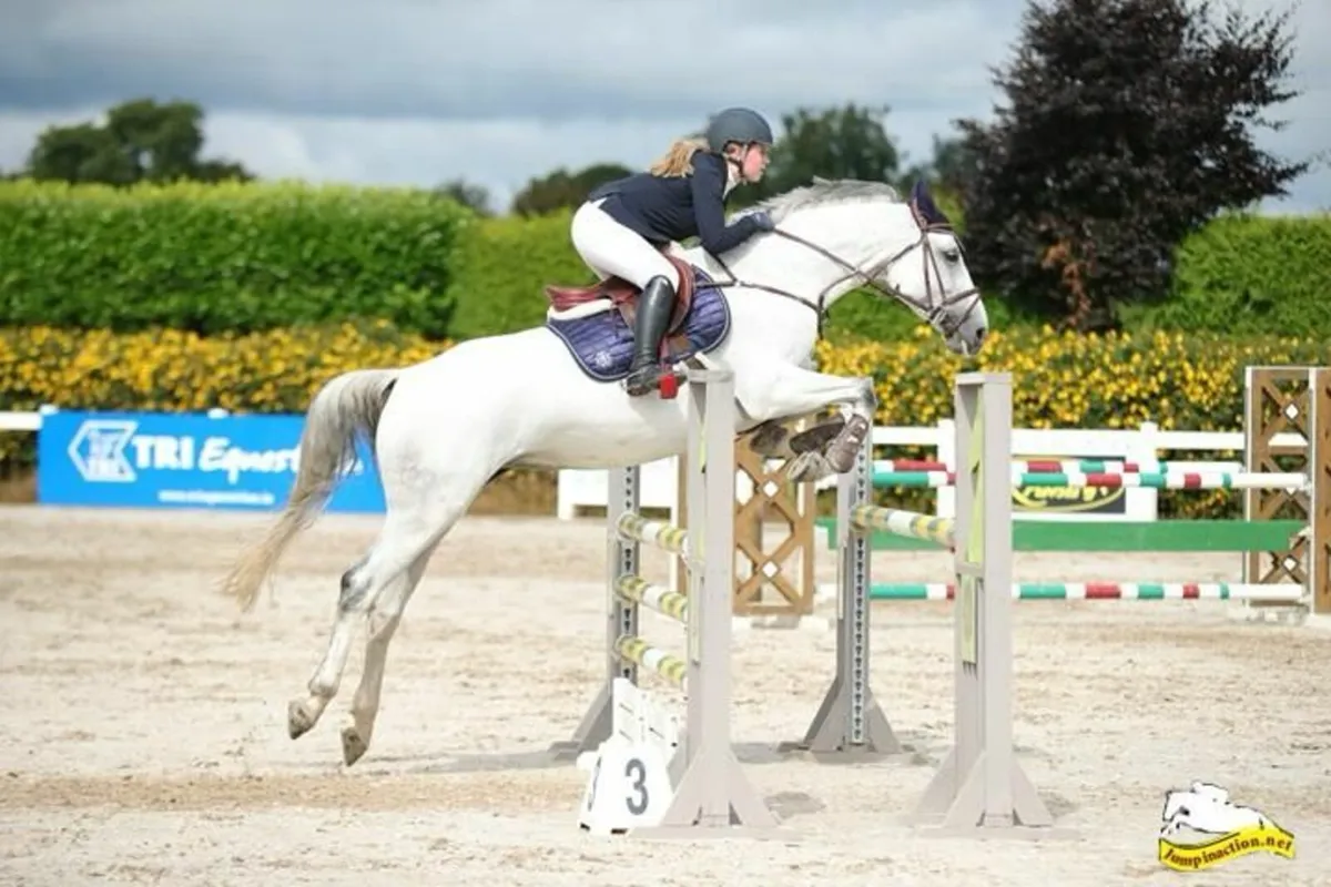 🌟 Schoolmaster COH Horse 🌟 - Image 2