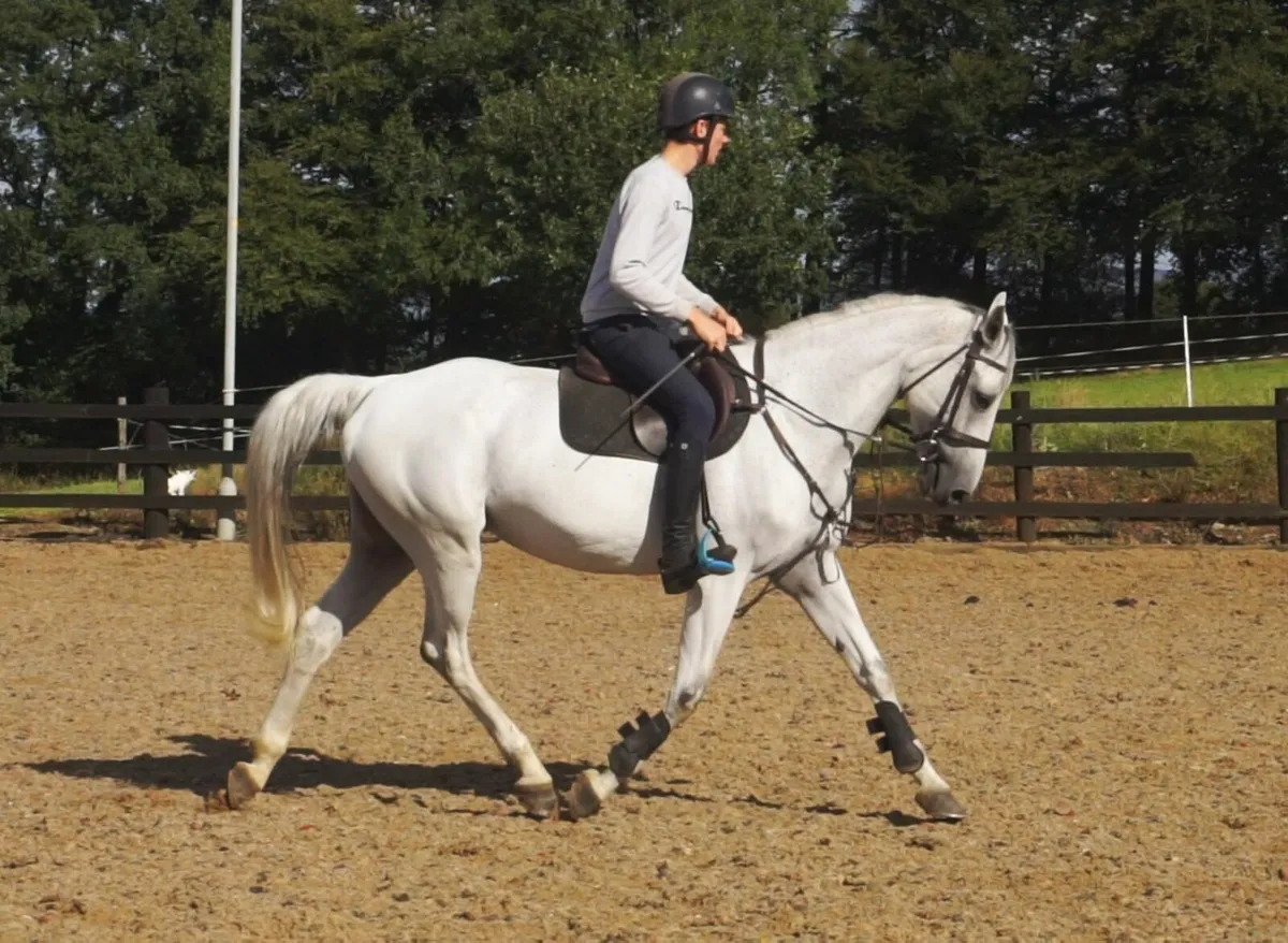 🌟 Schoolmaster COH Horse 🌟 - Image 4