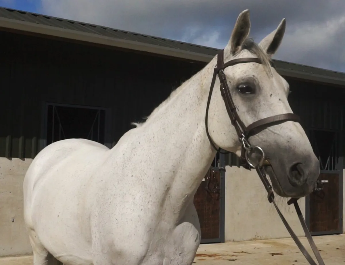 🌟 Schoolmaster COH Horse 🌟 - Image 4