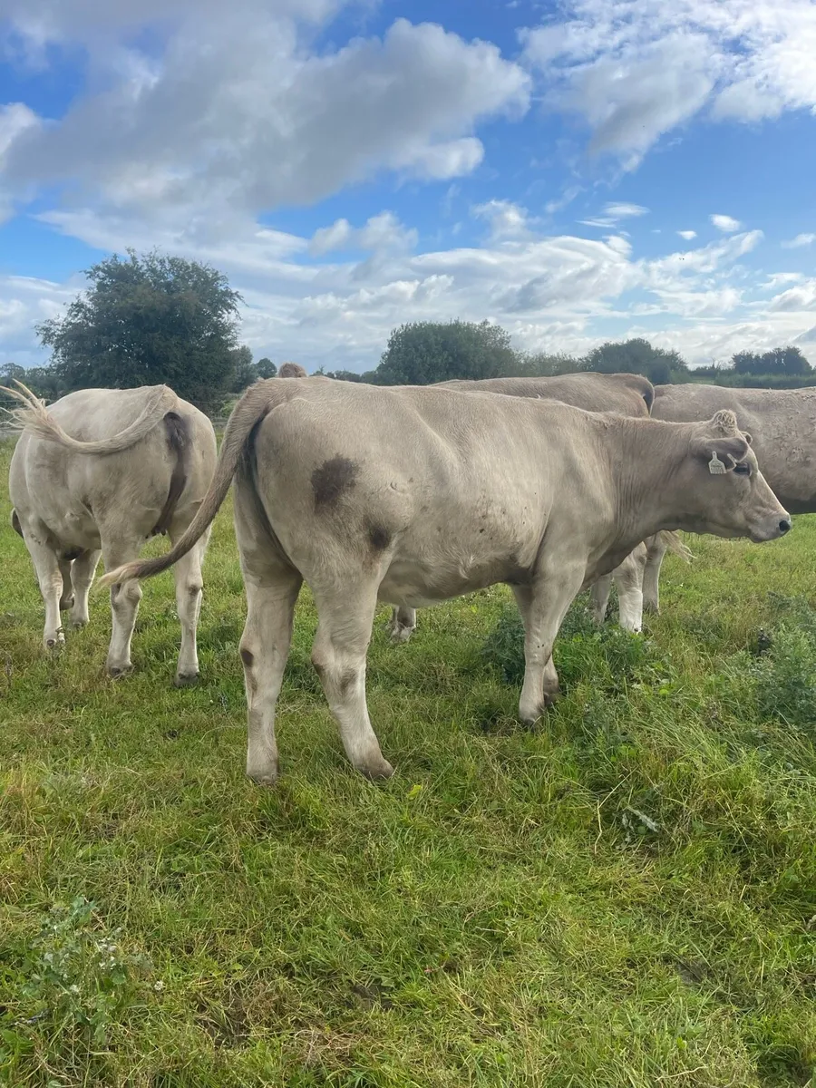 Charolais heifers - Image 1