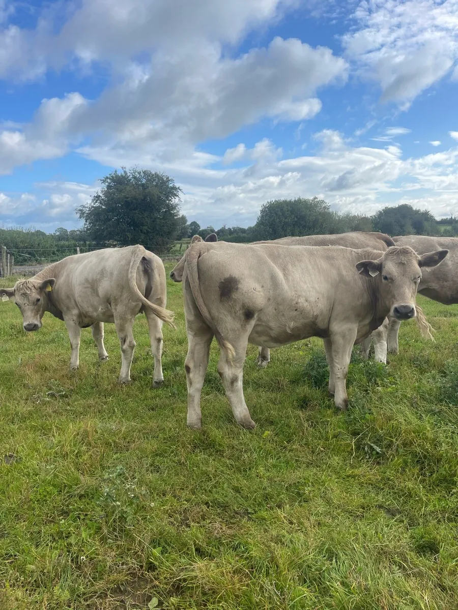 Charolais heifers - Image 2
