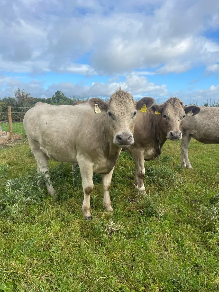 Charolais heifers - Image 3