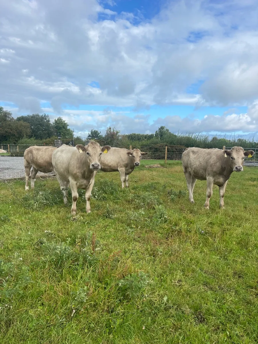Charolais heifers - Image 4