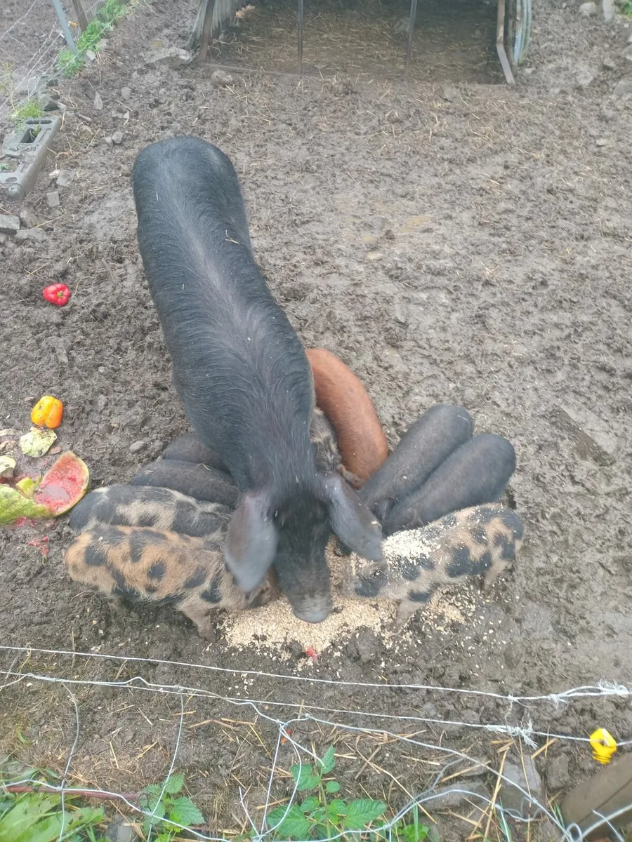 pigs - Image 1