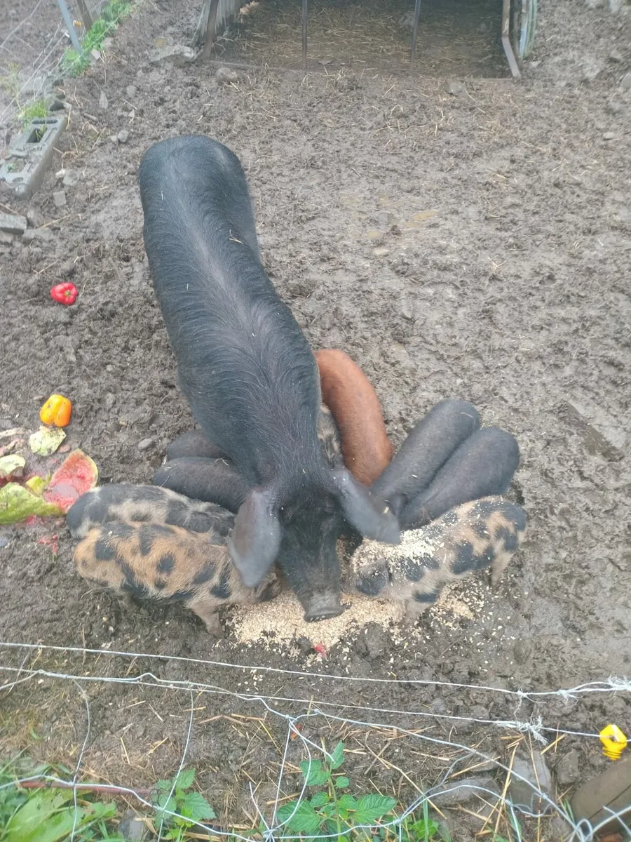 pigs - Image 2