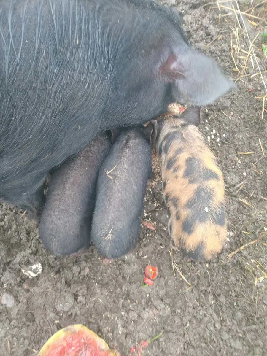pigs - Image 3