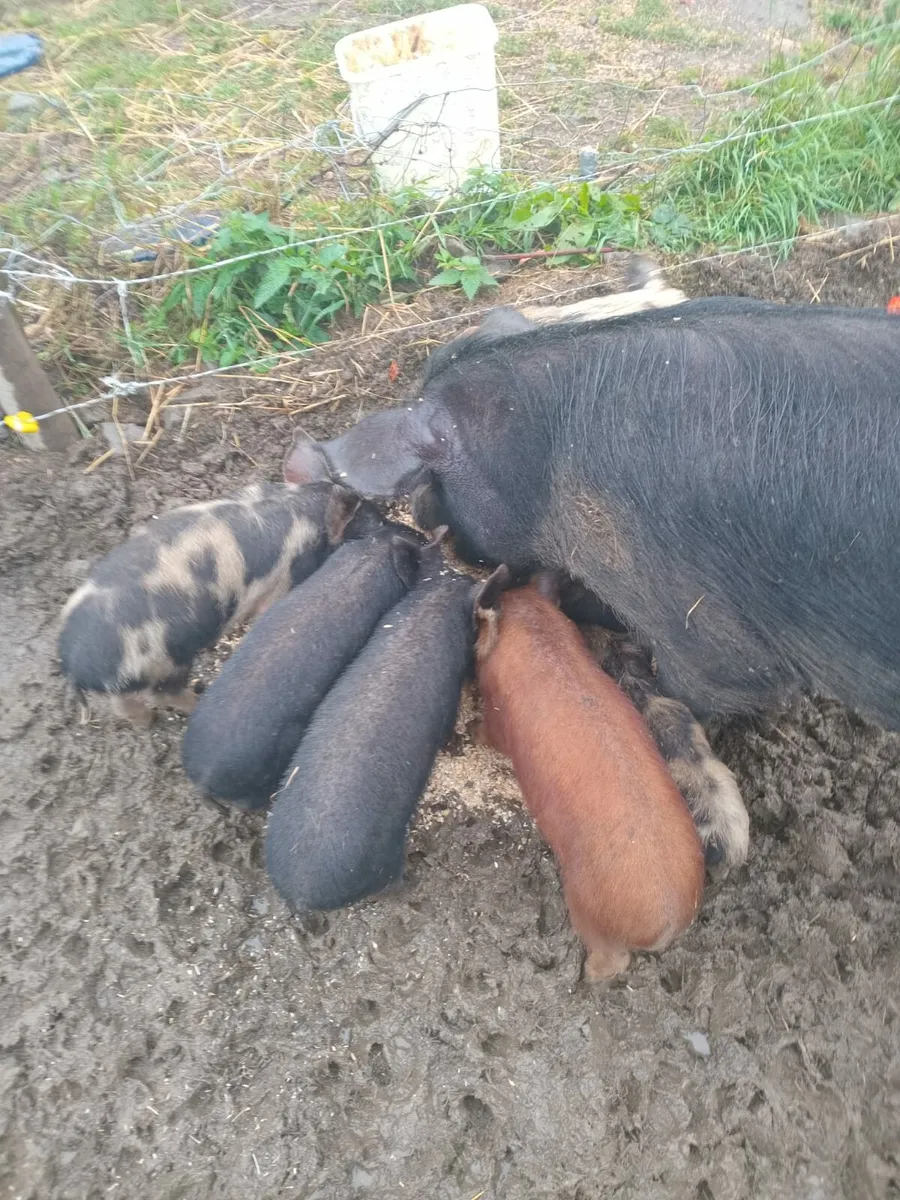 pigs - Image 4