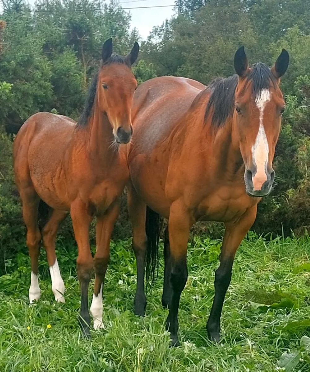 Top class event and show colt foals for sale - Image 2