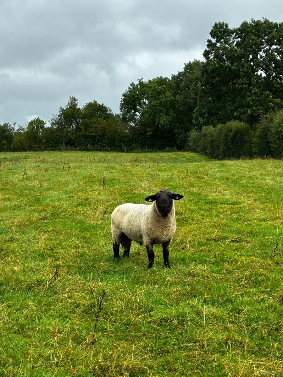 Suffolk Ram - Image 1