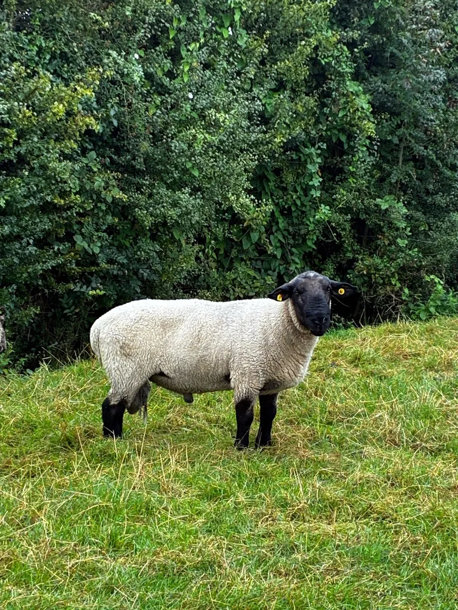 Suffolk Ram - Image 2
