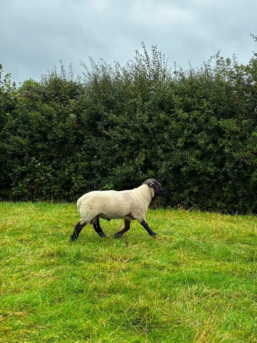 Suffolk Ram - Image 3