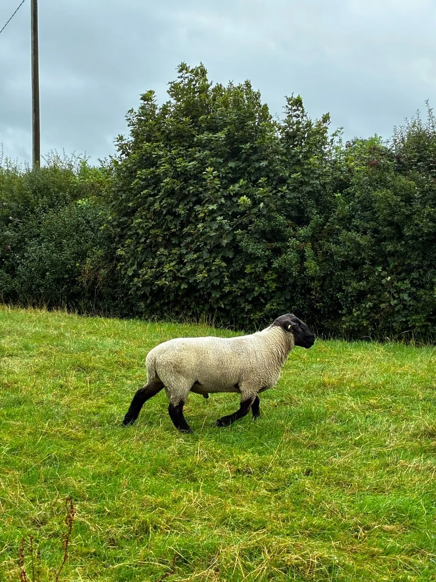 Suffolk Ram - Image 4