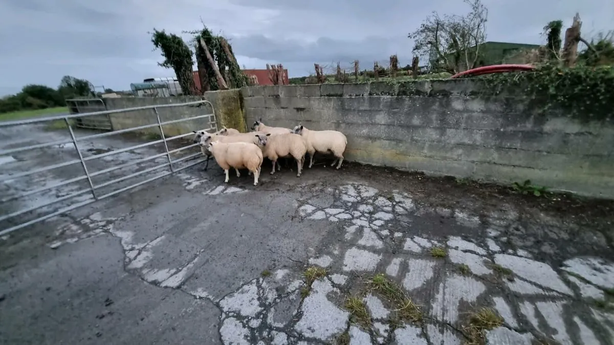 Millennium bleu Ram lambs - Image 3
