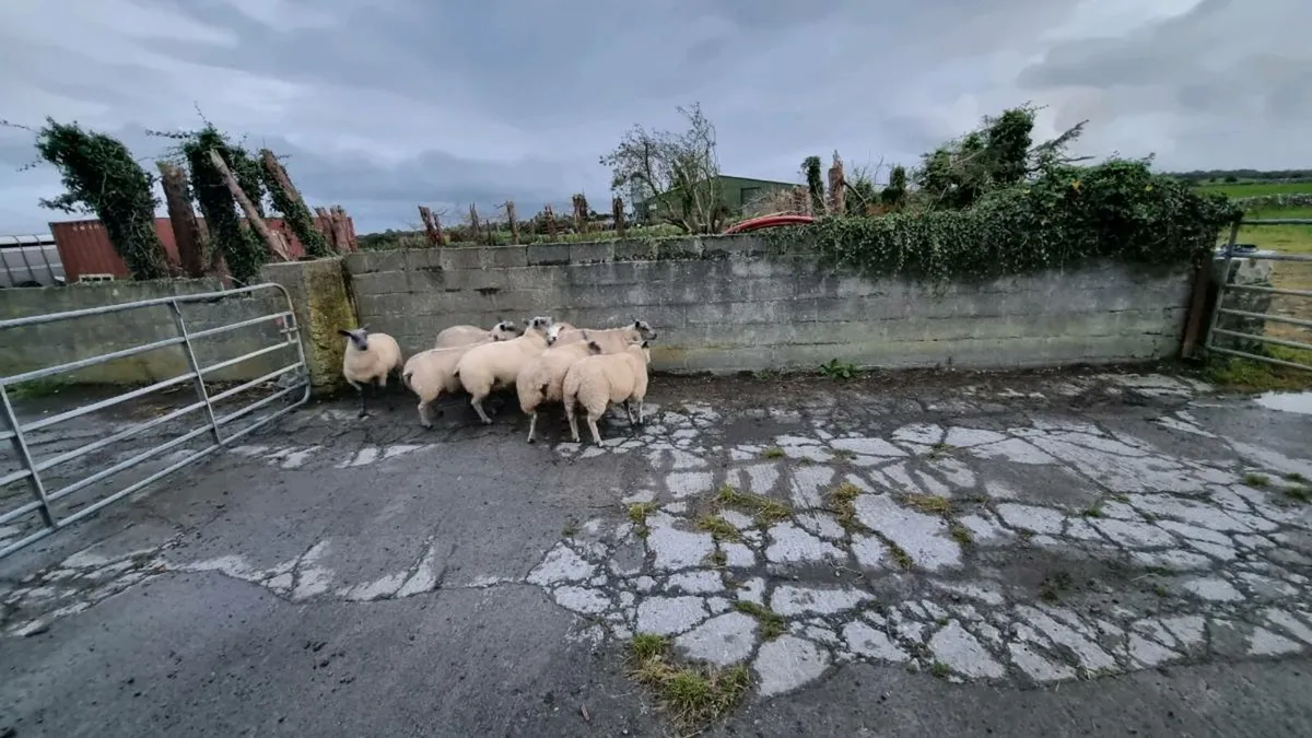 Millennium bleu Ram lambs - Image 4