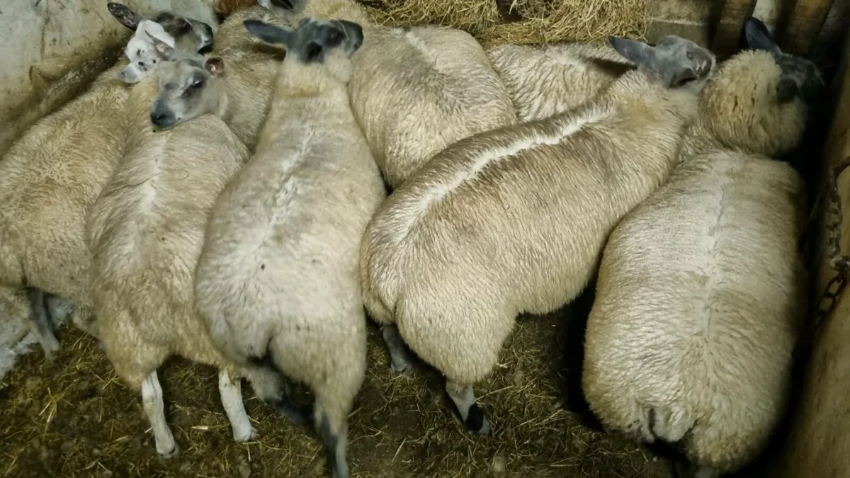 Millennium bleu Ram lambs - Image 1
